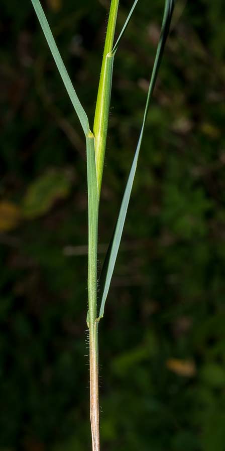Arrhenatherum elatius / Avena altissima